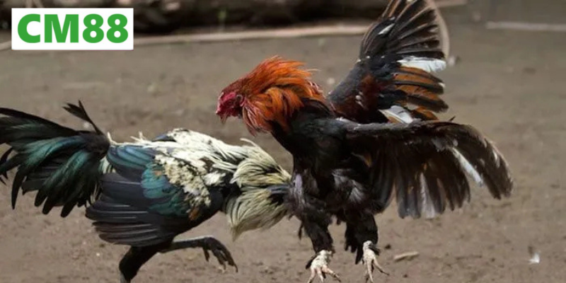 Hướng dẫn tham gia đá gà 88 cho người mới